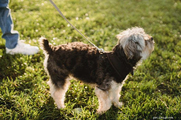 Omega‑3 for Dogs: Benefits, Dosage, and Why It Matters