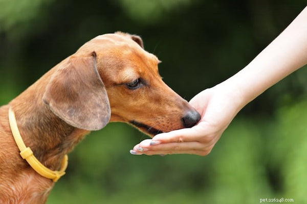 Top Dog Supplements for Optimal Health and Wellness