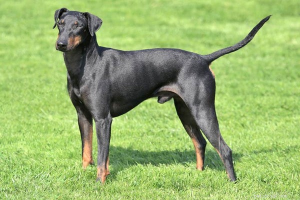 Everything You Need to Know About the Manchester Terrier
