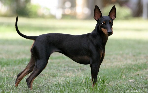 Everything You Need to Know About the Manchester Terrier