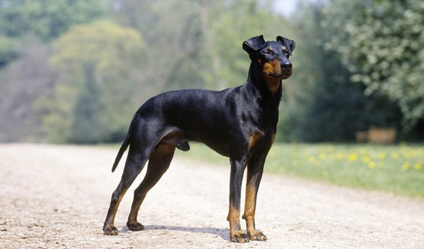 Everything You Need to Know About the Manchester Terrier