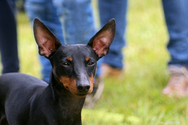 Everything You Need to Know About the Manchester Terrier
