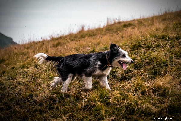 The Ultimate Guide to Sheepdog Breeds: Traits, Care, and Choosing the Right Companion