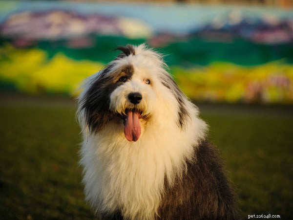 The Ultimate Guide to Sheepdog Breeds: Traits, Care, and Choosing the Right Companion