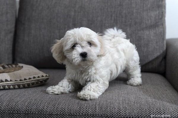 Choosing the Perfect Small Dog: A Guide to Apartment‑Friendly Breeds