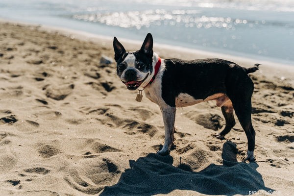 Choosing the Perfect Small Dog: A Guide to Apartment‑Friendly Breeds