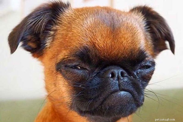 Choosing the Perfect Small Dog: A Guide to Apartment‑Friendly Breeds
