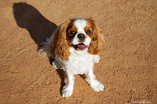 Choosing the Perfect Small Dog: A Guide to Apartment‑Friendly Breeds