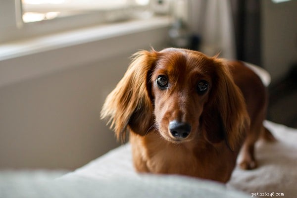 Choosing the Perfect Small Dog: A Guide to Apartment‑Friendly Breeds