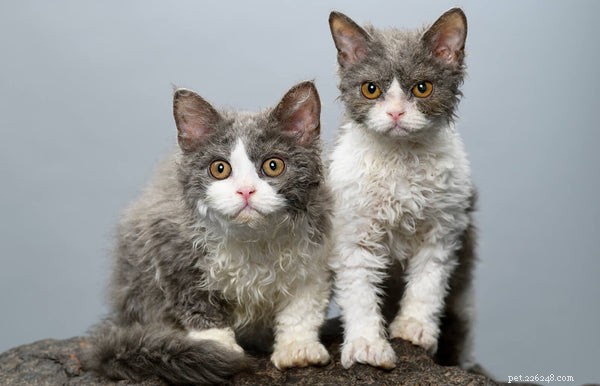 Curly‑Haired Cats: How to Find and Care for Your Poodle‑Like Companion