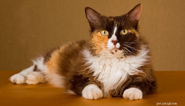 Curly‑Haired Cats: How to Find and Care for Your Poodle‑Like Companion