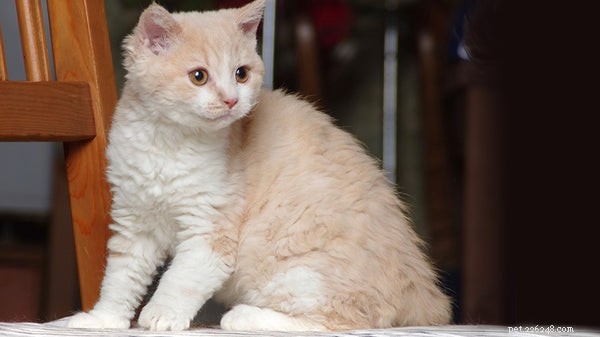 Curly‑Haired Cats: How to Find and Care for Your Poodle‑Like Companion