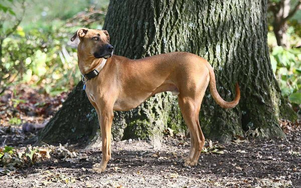 Cur Dogs Explained: 5 Essential Facts About the Versatile Cur Breed