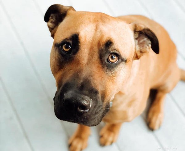 Cur Dogs Explained: 5 Essential Facts About the Versatile Cur Breed