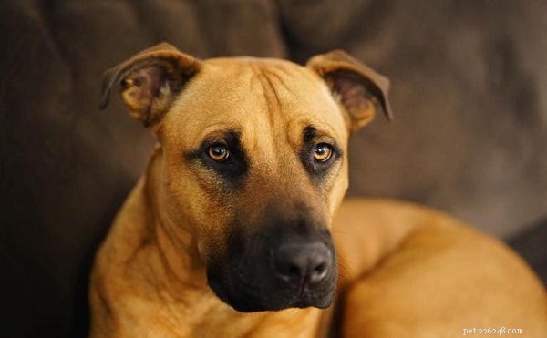 Cur Dogs Explained: 5 Essential Facts About the Versatile Cur Breed