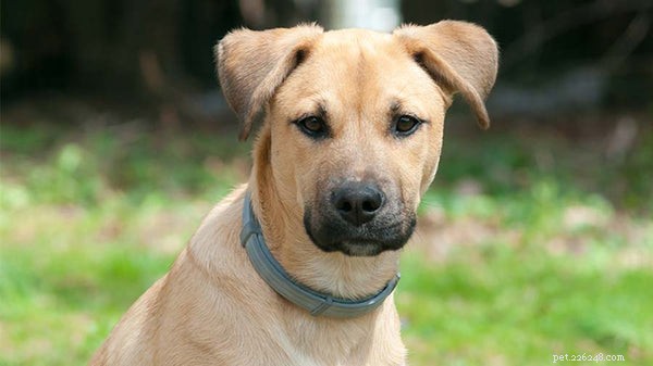 Cur Dogs Explained: 5 Essential Facts About the Versatile Cur Breed