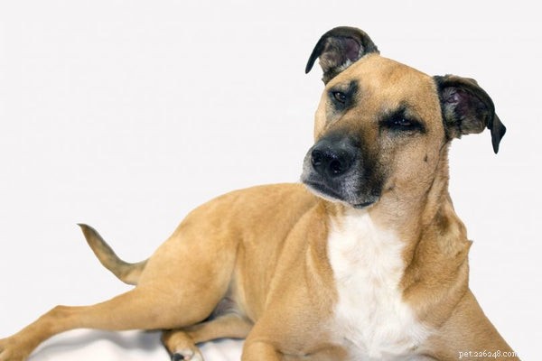 Cur Dogs Explained: 5 Essential Facts About the Versatile Cur Breed