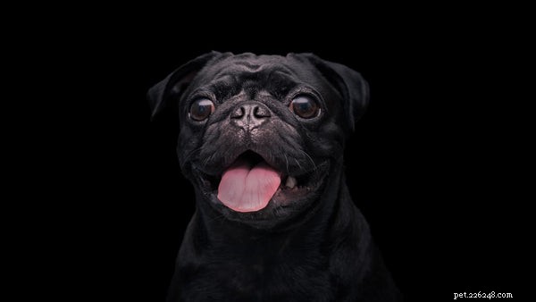 How to Extend Your Dog’s Life: 5 Key Factors Every Owner Should Know