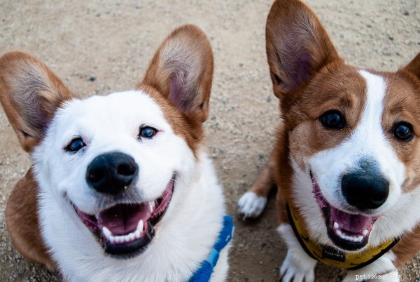 How to Extend Your Dog’s Life: 5 Key Factors Every Owner Should Know