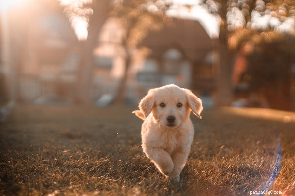 How to Extend Your Dog’s Life: 5 Key Factors Every Owner Should Know