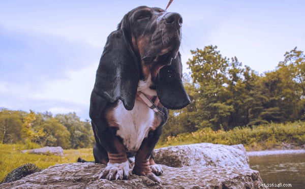 Dog Paw Moisturizer: Spotting When Your Pup Needs Foot Care