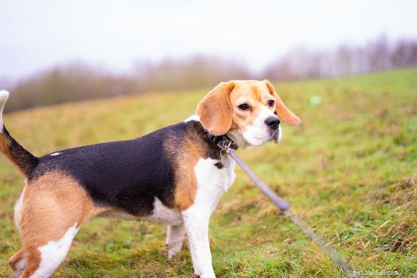 Dog Paw Moisturizer: Spotting When Your Pup Needs Foot Care