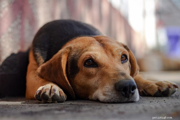 Dog Paw Moisturizer: Spotting When Your Pup Needs Foot Care