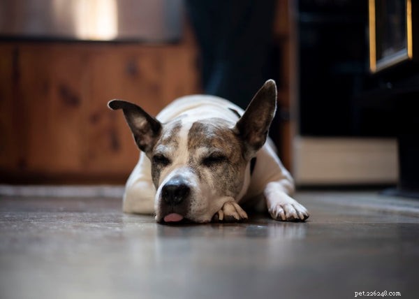Dog Paw Moisturizer: Spotting When Your Pup Needs Foot Care