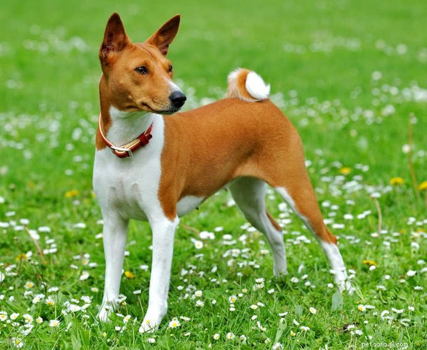 Explore Curly‑Tailed Dog Breeds – Find Your Perfect Furry Companion