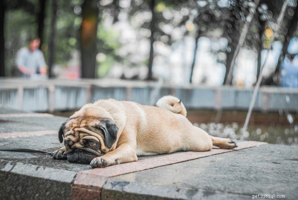 Explore Curly‑Tailed Dog Breeds – Find Your Perfect Furry Companion