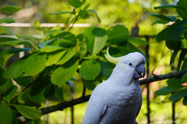 How to Extend Your Cockatoo s Lifespan: Proven Care Tips