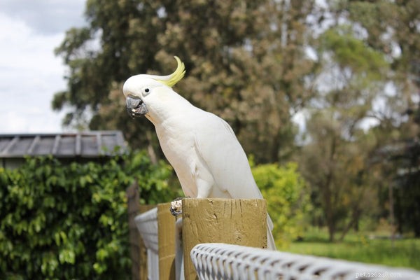 How to Extend Your Cockatoo s Lifespan: Proven Care Tips