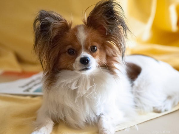 The Ultimate Guide to Papillon Puppies: Size, Care, and Apartment Living
