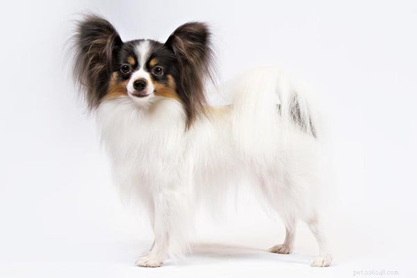 The Ultimate Guide to Papillon Puppies: Size, Care, and Apartment Living