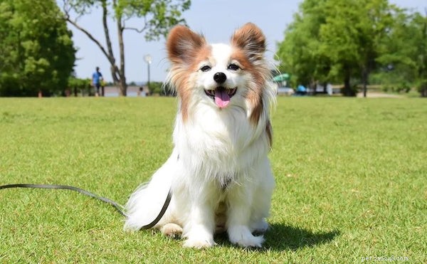 The Ultimate Guide to Papillon Puppies: Size, Care, and Apartment Living