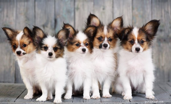The Ultimate Guide to Papillon Puppies: Size, Care, and Apartment Living