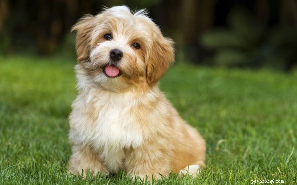 Discover the Most Adorable Small Fluffy Dog Breeds
