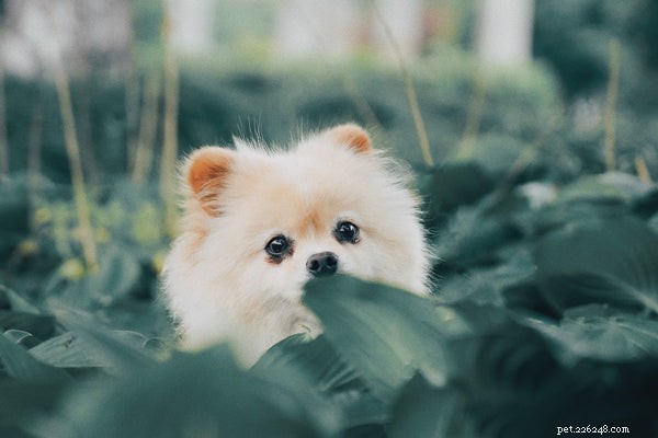 Discover the Most Adorable Small Fluffy Dog Breeds