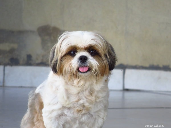 Discover the Most Adorable Small Fluffy Dog Breeds