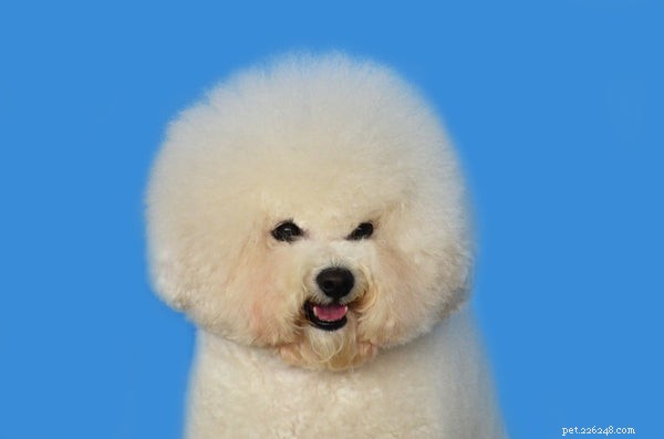 Discover the Most Adorable Small Fluffy Dog Breeds