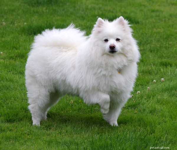 Discover the Most Adorable Small Fluffy Dog Breeds