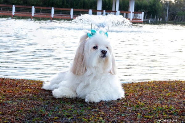 Discover the Most Adorable Small Fluffy Dog Breeds