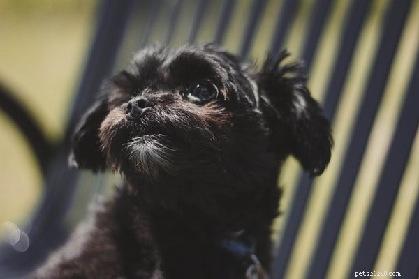 Discover the Most Adorable Small Fluffy Dog Breeds