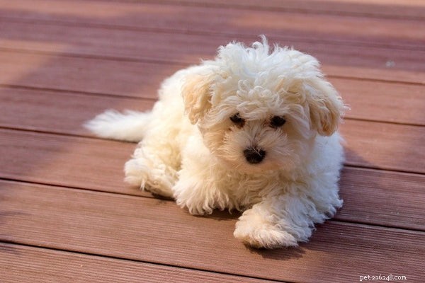 Discover the Most Adorable Small Fluffy Dog Breeds