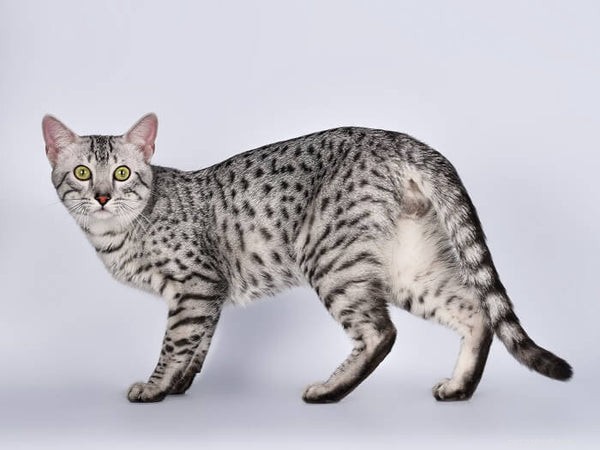 All About the Egyptian Mau: Key Traits, Care Tips & Fascinating Facts