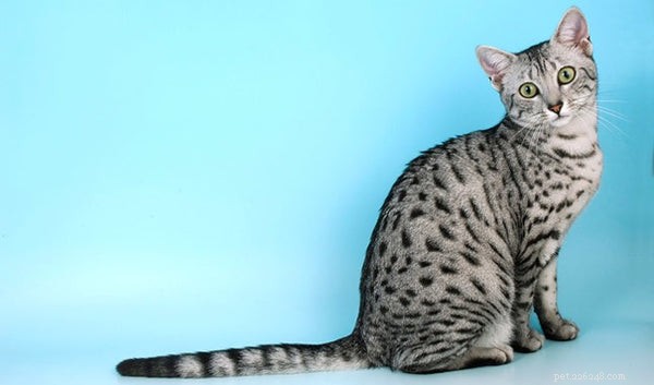 All About the Egyptian Mau: Key Traits, Care Tips & Fascinating Facts