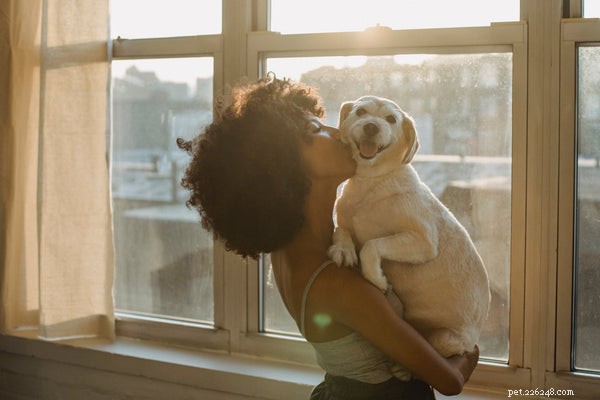 Top Dog Training Tricks: Easy to Advanced Tips for New Owners