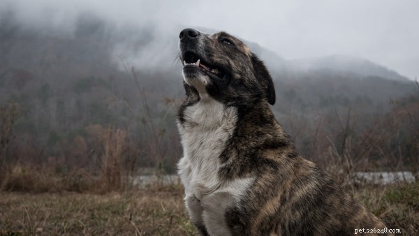 Top Dog Training Tricks: Easy to Advanced Tips for New Owners