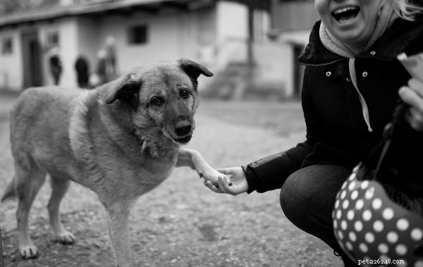 Top Dog Training Tricks: Easy to Advanced Tips for New Owners