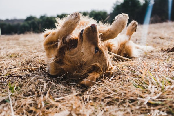 Top Dog Training Tricks: Easy to Advanced Tips for New Owners